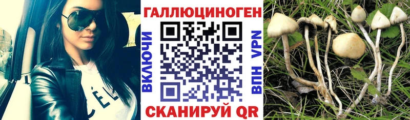 kraken рабочий сайт  Сланцы  Псилоцибиновые грибы мицелий 