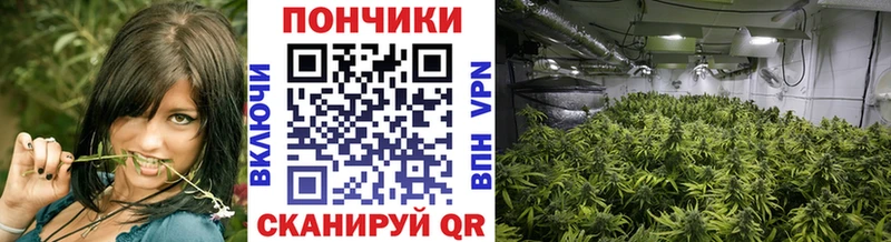 купить наркотики цена  Сланцы  МАРИХУАНА VHQ 